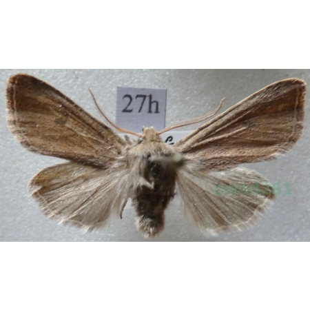 Agrochola laevis (Hübner, 1803) Czech27h